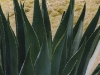 mexicocactus