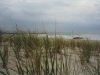 fireislandbeachgrass