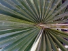 roseislandfern